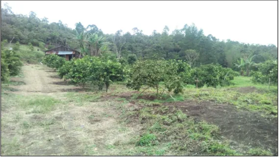 Gambar 2.3 Potensi Usaha Pertanian di Kawasan Hutan Salib Kasih 