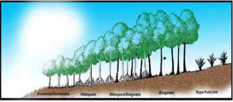 Gambar 2. Zonasi penyebaran jenis pohon mangrove (Dedi, 2007) 