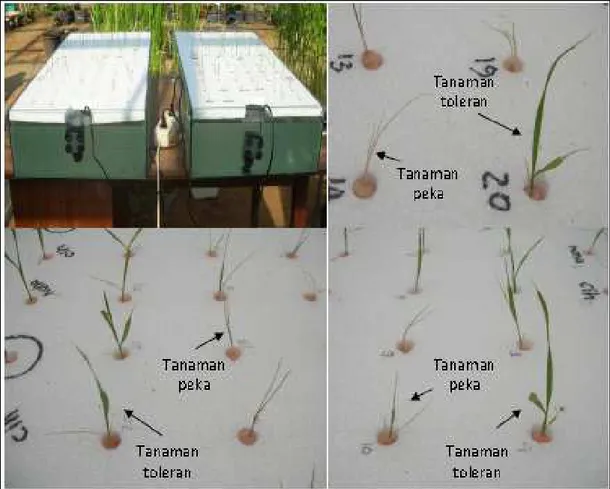 Foto 2. Respon tanaman padi Nipponbare transgenik generasi T1 galur 5D pada pengujian cekaman salinitas  150  mM  NaCl  di  rumah  kaca
