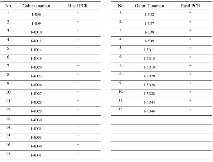 Tabel 3. Hasil analisis PCR pada 17 tanaman galur 4D dan 12 tanaman galur 5D padi transgenik Nipponbare- Nipponbare-OsDREB1A generasi T1 terpilih pada perlakuan 25 mM NaCl menggunakan primer spesifik hptII 