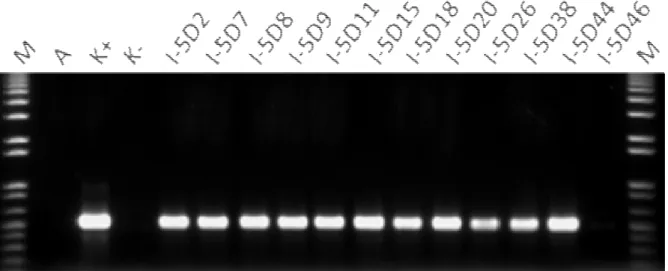 Foto 4.   Gel  elektroforesis  hasil  amplifikasi  12  tanaman  galur  5D  padi  transgenik  Nipponbare-OsDREB1A  generasi T1 pada perlakuan salinitas 25 mM NaCl menggunakan primer spesifik gen hptII 