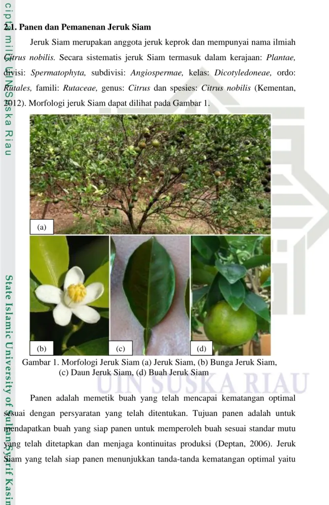 Gambar 1. Morfologi Jeruk Siam (a) Jeruk Siam, (b) Bunga Jeruk Siam,    (c) Daun Jeruk Siam, (d) Buah Jeruk Siam 
