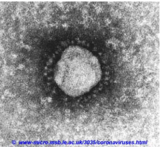 Gambar 1. Hasil analisa coronavirus dengan mikroskop elektron. 