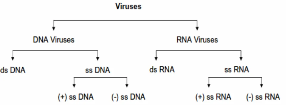 Gambar 2. Klasifikasi sederhana virus berdasarkan genomnya. 