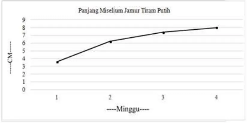Gambar 1. Grafik pertambahan panjang miselium jamur tiram putih (Pleurotus ostreatus)  pada minggu ke 1 hingga minggu ke 4 
