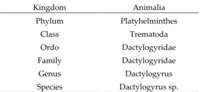 Tabel 1  Klasifikasi Dactylogyrus sp.   Kingdom  Animalia  Phylum  Platyhelminthes  Class  Trematoda  Ordo  Dactylogyridae  Family  Dactylogyridae  Genus  Dactylogyrus  Species  Dactylogyrus sp