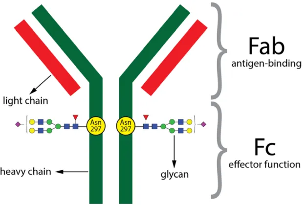 Figure 1. Schematic representation of immunoglobulin G (IgG). IgG protein is composed of  two heavy and two light chains
