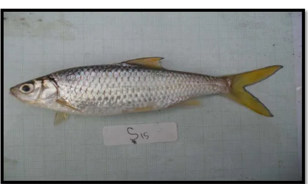 Gambar 2.1. Ikan bilih (Mystacoleucus padangensis) 