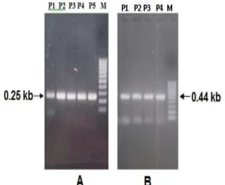 Gambar  1.  (A)  Hasil  amplifikasi  fragmen  rpoB   ukuran  0,25  kb.    Hasil  PCR  multipleks  yang  meragukan  pada  beberapa  isolat,  seperti  misalnya  P1,  P5,  dan  isolat  lainnya  akan  dikonfirmasi dengan penentuan urutan nukleotida
