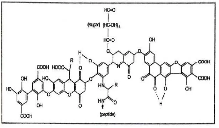 Gambar 2.1 Model struktur asam humat ; R dapat berupa alkil atau aril (Stevenson, 