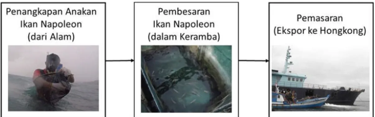 Gambar 3. Rangkaian kegiatan pemanfaatan ikan napoleon di Kabupaten Natuna.