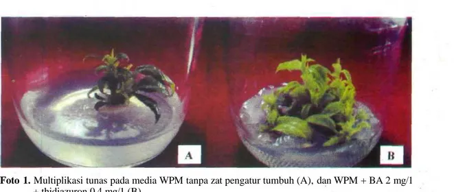 Foto 1. Multiplikasi tunas pada media WPM tanpa zat pengatur tumbuh (A), dan WPM + BA 2 mg/1 + thidiazuron 0,4 mg/1 (B).