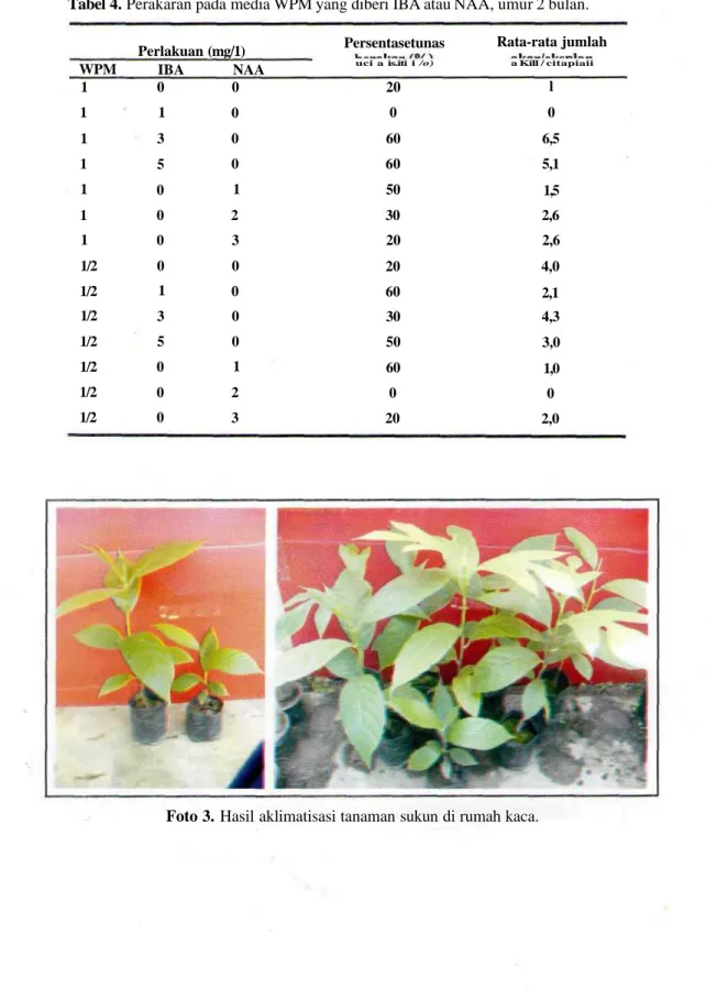 Tabel 4. Perakaran pada media WPM yang diberi IBA atau NAA, umur 2 bulan.