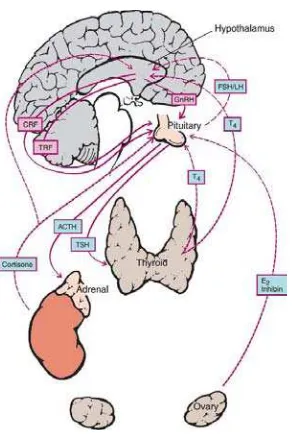 Gambar 1. Fungsi sekresi dari hipotalamus, juga pelepasan releasing faktor dari hipofisis 