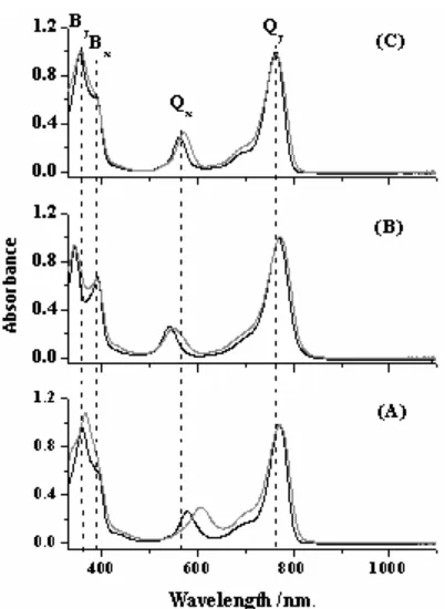 Fig 2. Absorption spectra of BChl a (A), Zn-BPhe a (B)and Cu-BPhe a (C) in acetone () and methanol ()solvents.