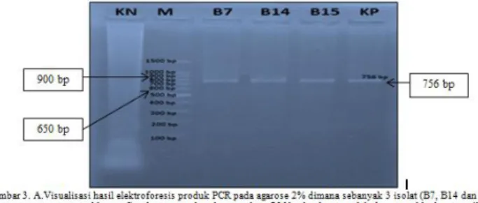 Tabel 1. Hasil Kuantifikasi DNA sampel susu  sapi murni  No  Kode  Sampel  Kemurnian DNA Absorbansi  260/280  Konsentrasi DNA ng/µl  1  B7 A1  1,67  48,68 ng/µl  2  B14 A1  1,65  47,59 ng/µl  3  B15 A1  1,56  47,66 ng/µl 