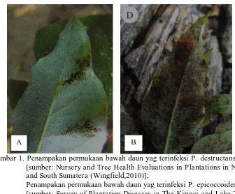 Gambar 1. Penampakan permukaan bawah daun yag terinfeksi  P. destructans (A) [sumber: Nursery and Tree Health Evaluations in Plantations in North 