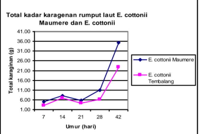 Gambar 1. Pengaruh umur panen terhadap berat  kering Eucheuma cottonii Maumere dan Eucheuma 