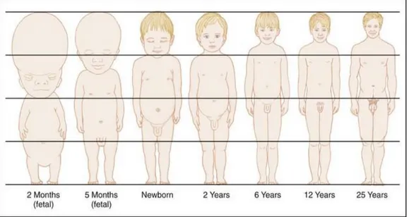 Gambar 1. Proporsi tubuh sejak janin hingga dewasa 23 