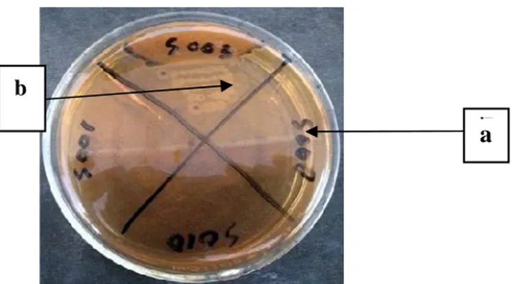 Gambar 1. (a) Isolat Salmonella Negatif tak tampak  koloni. (b) Isolat  Salmonella Positif