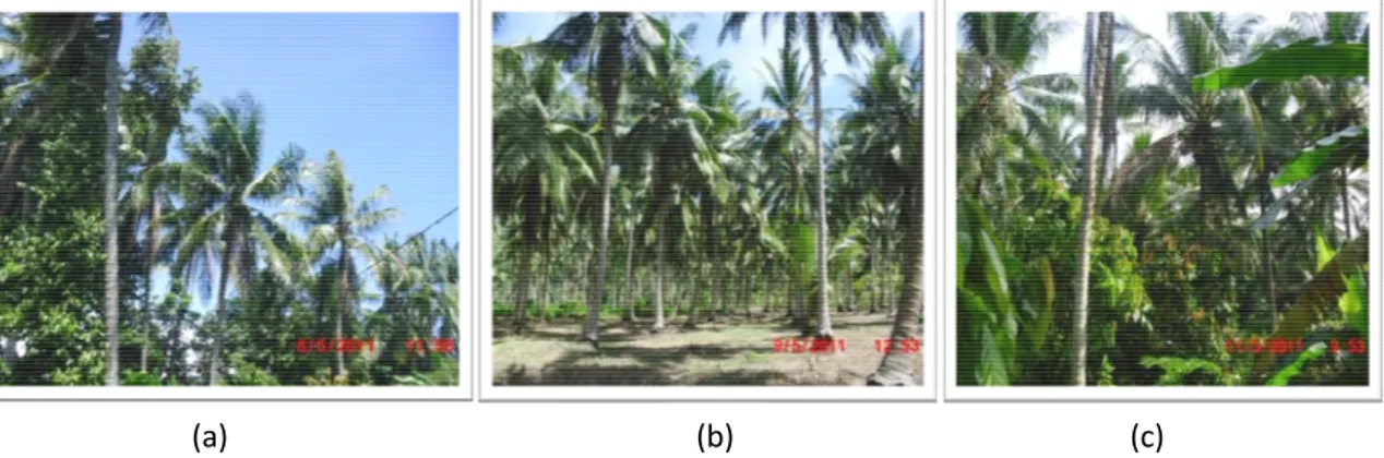 Gambar 1. Populasi kelapa Dalam berbuah  kopyor Kalianda Lampung Selatan:  (a) Palembapang,  (b)  Agom (c)  Kecapi 