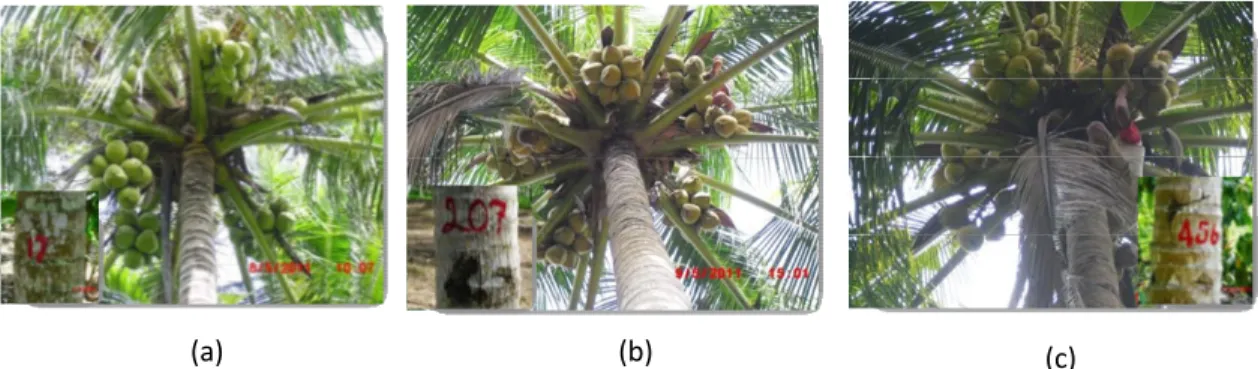 Gambar 3. Contoh pohon induk terpilih kelapa Dalam kopyor  Kalianda Lampung Selatan pada  masing- masing-masing  populasi  (a) Palembapang,  (b) Agom (c)  Kecapi 