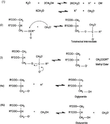 Gambar 2.5 Mekanisme Reaksi Transesterifikasi dari Trigliserida danKOH/zeolit alam sebagai Katalis Basa Kuat [7]