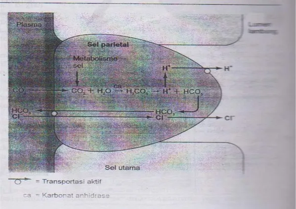 Gambar 2.4 Mekanisme sekresi HCl. 