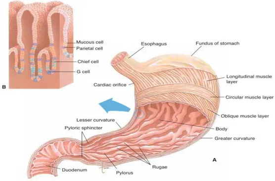 Gambar 2.1 Anatomi lambung.  