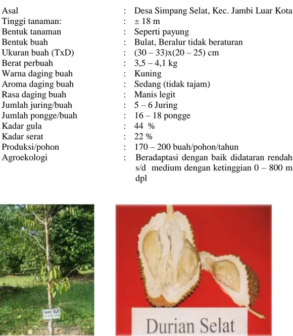 Gambar 5. Durian Varietas Selat (SK Pelepasan No.429/Kpts/SR.120/12/2005) 