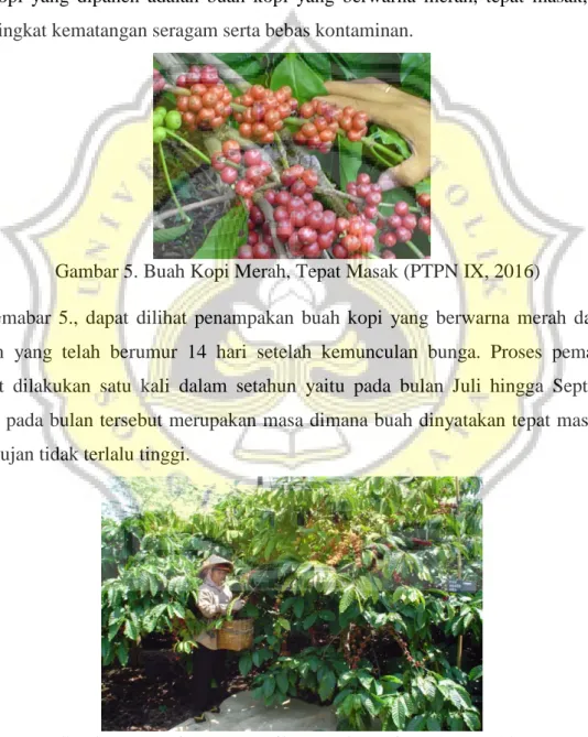 Gambar 6. Persiapan Pemetikan Buah Kopi (PTPN IX, 2016) Gambar 5. Buah Kopi Merah, Tepat Masak (PTPN IX, 2016) 4.1