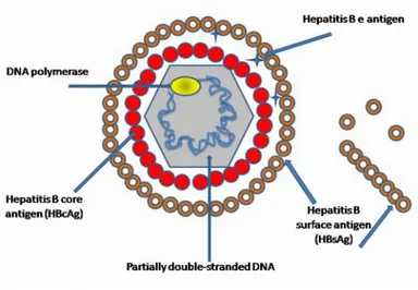 Gambar 2.1. Struktur virus Hepatitis B