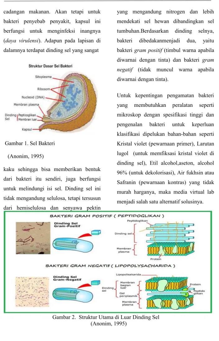 Gambar 1. Sel Bakteri (Anonim, 1995)