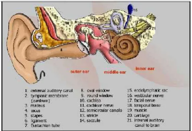 Gambar 2.8 Anatomi telinga manusia