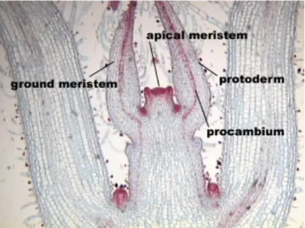 Gambar 8. Jaringan Meristem 