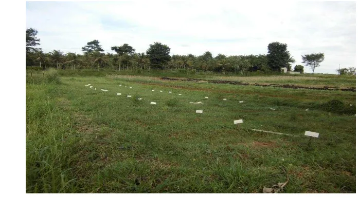 Gambar 4  Kondisi lahan pengolahan tanah intensif 