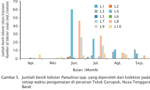 Figure 5. Number of lobster seed Panulirus spp. that collected from installed lobster collector at each sampling time in Gerupuk Bay, West Nusa Tenggara