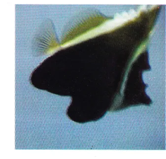 Gambar  4.  Ikan  karang  Family  Fomacanthidae (Angelfishes)  di  Gili  Sulat