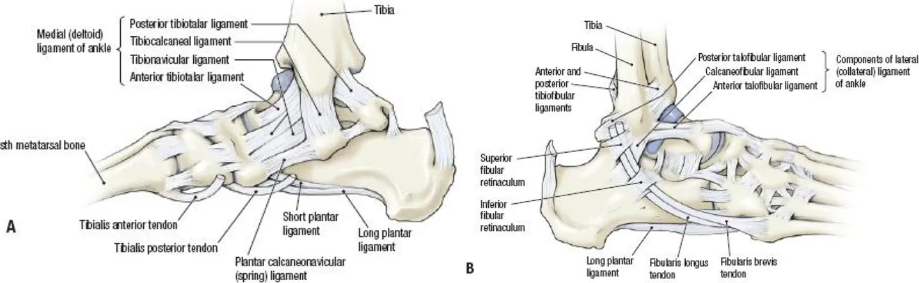 Gambar 2.2 Sendi pergelangan kaki (A) tampak medial (B) tampak lateral. 8