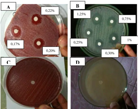 Gambar 1. Hasil Uji Aktivitas Antibakteri. 