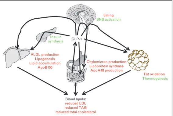 FIGURE 1. Summary of glucagon-like peptide-1 (GLP-1)-mediated effects on lipid metabolism