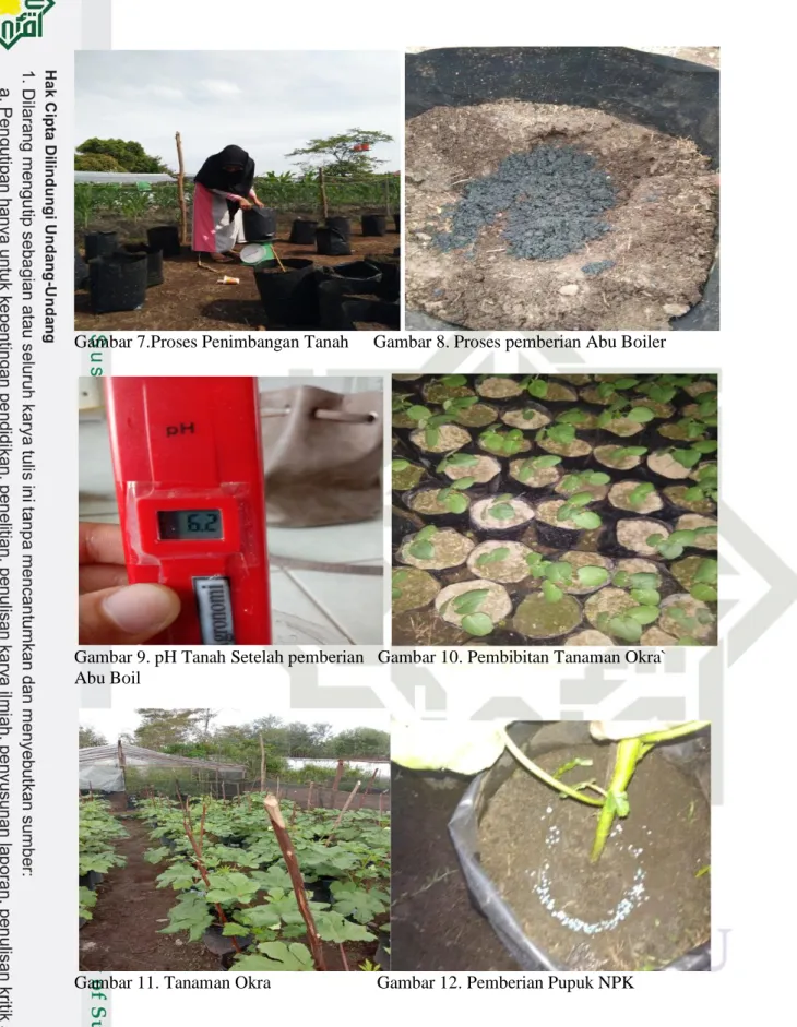 Gambar 9. pH Tanah Setelah pemberian   Gambar 10. Pembibitan Tanaman Okra` 