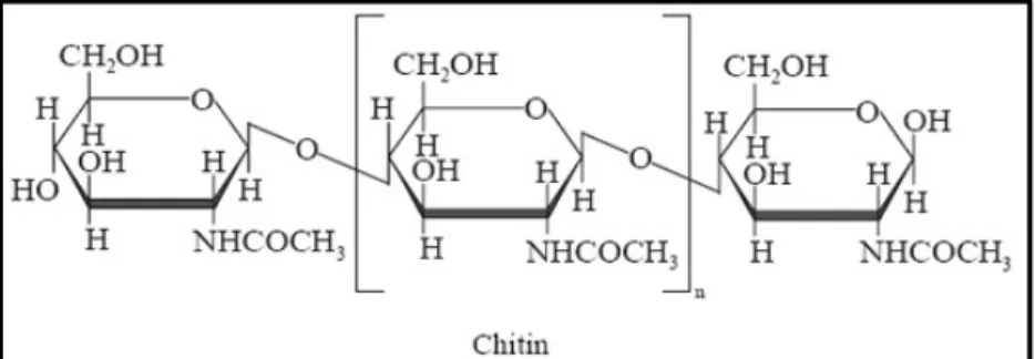 Gambar 6. Struktur Senyawa Kitin 