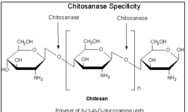 Gambar 7. Struktur Senyawa Kitosan  (dari hasil     deasetilasi dengan NaOH Pekat)