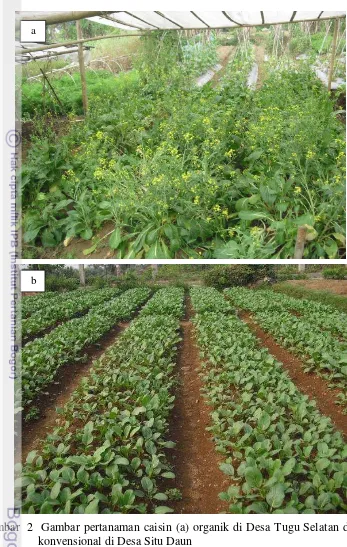 Gambar  2  Gambar pertanaman caisin (a) organik di Desa Tugu Selatan dan (b) 