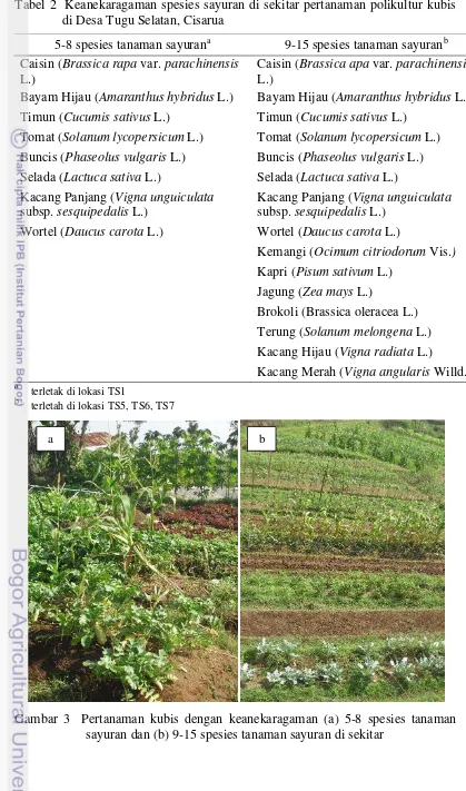 Tabel 2  Keanekaragaman spesies sayuran di sekitar pertanaman polikultur kubis              