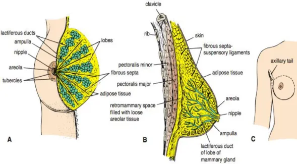 Gambar 2.1 Anatomi payudara (Snell, 2012). 