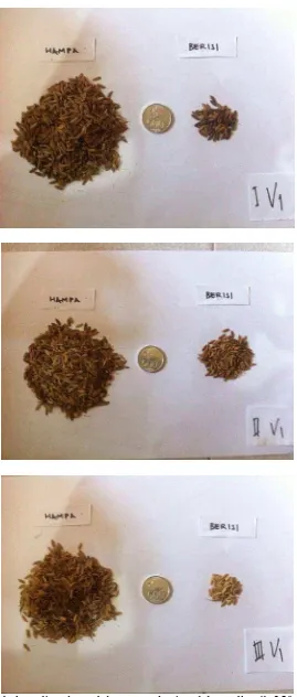 Gambar 9. Gabah padi pada perlakuan pemberian debu vulkanik 250 g / 10 kg     gambut basah (V1) 