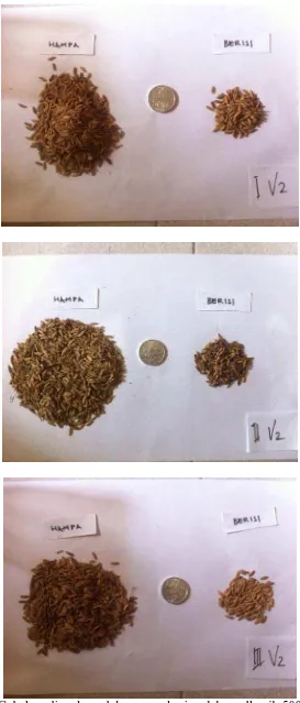 Gambar 10. Gabah padi pada perlakuan pemberian debu vulkanik 500 g / 10 kg  gambut basah (V2) 