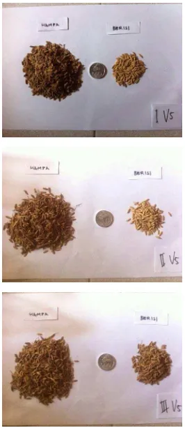 Gambar 13. Gabah padi pada perlakuan pemberian debu vulkanik 1250 g / 10 kg  gambut basah (V5)  